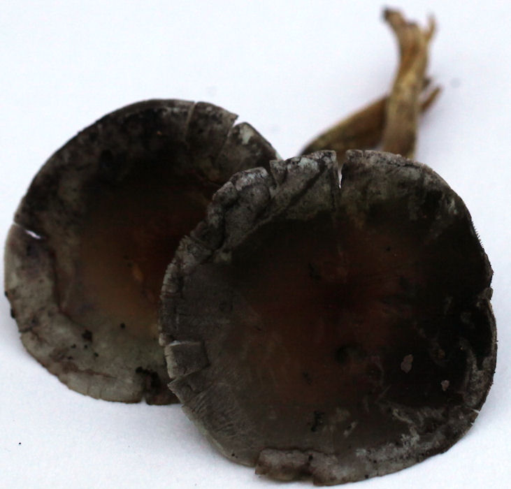 hypholoma_fasciculare