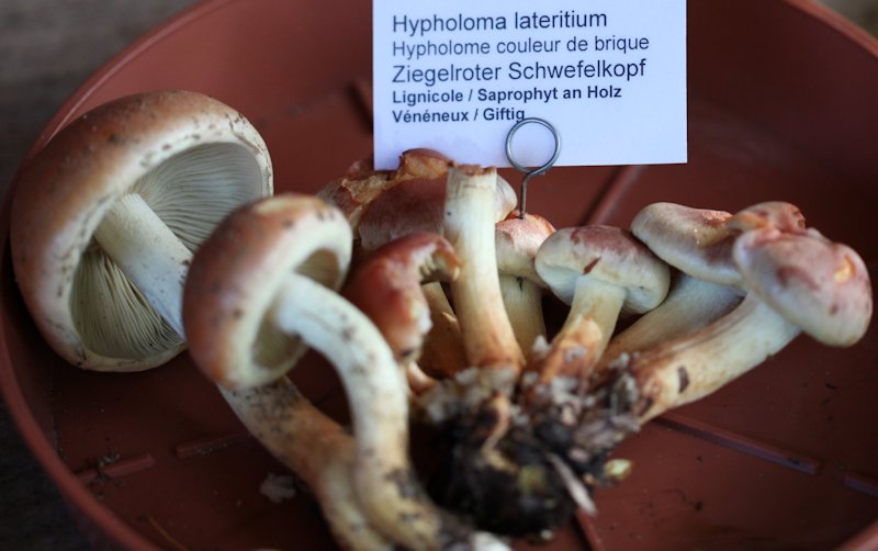 hypholoma sublaretitium