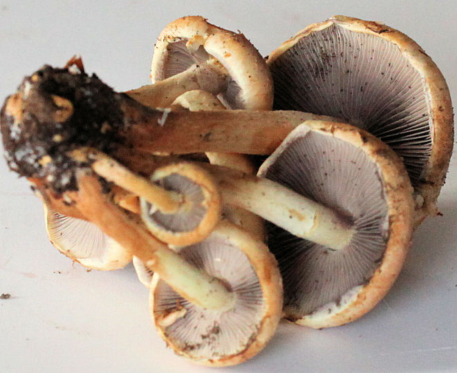 hypholoma sublateritium