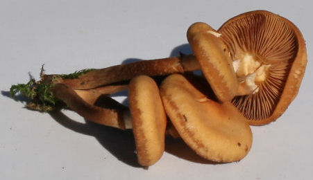 kuehneromyces mutabilis
