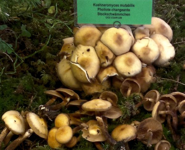 kuehneromyces mutabilis