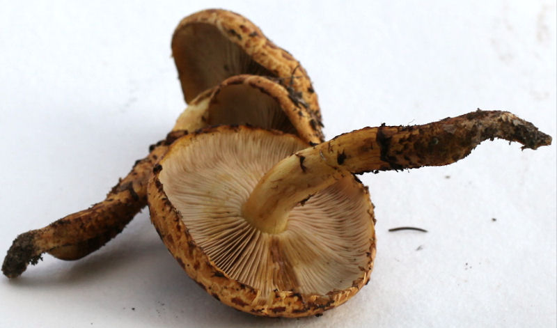 Pholiota adiposa