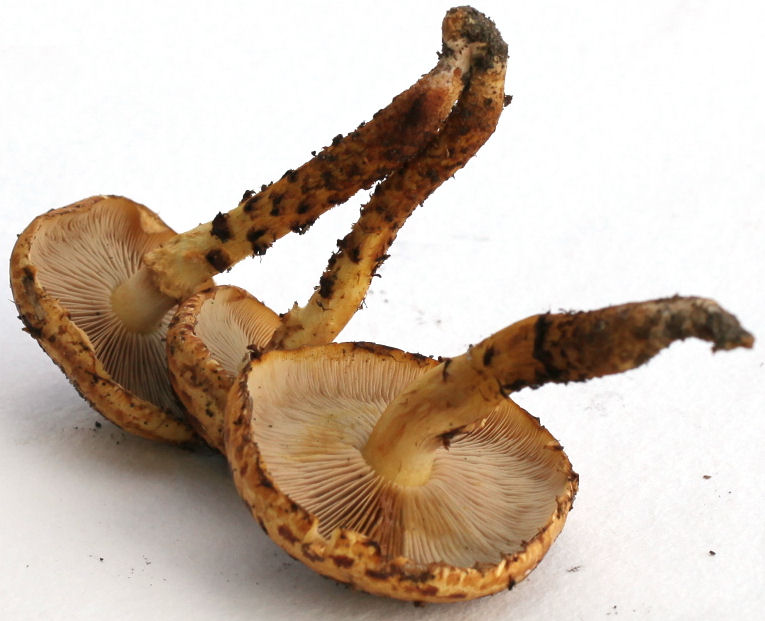 Pholiota adiposa