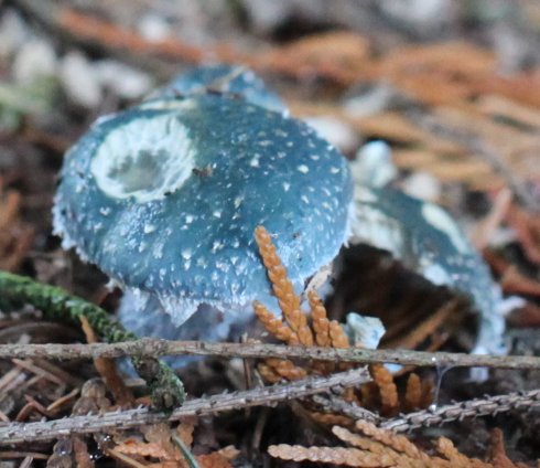 Stropharia aeruginosa