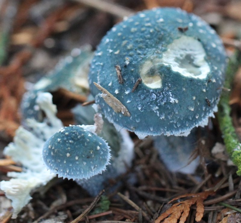 Stropharia aeruginosa