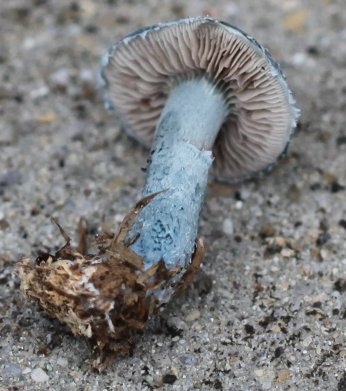 Stropharia aeruginosa