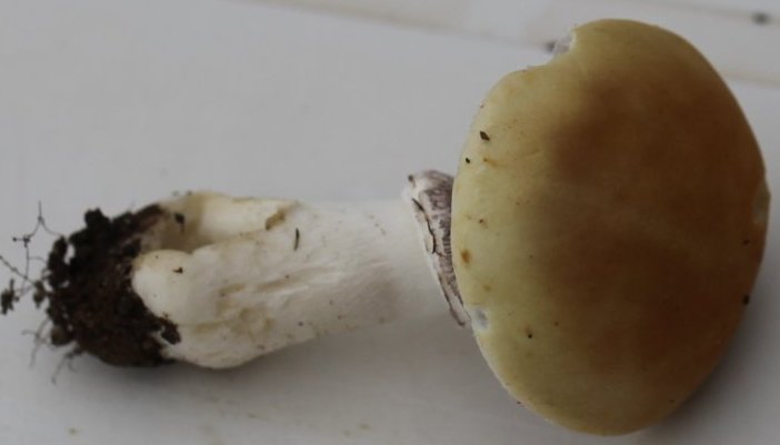 Stropharia coronilla