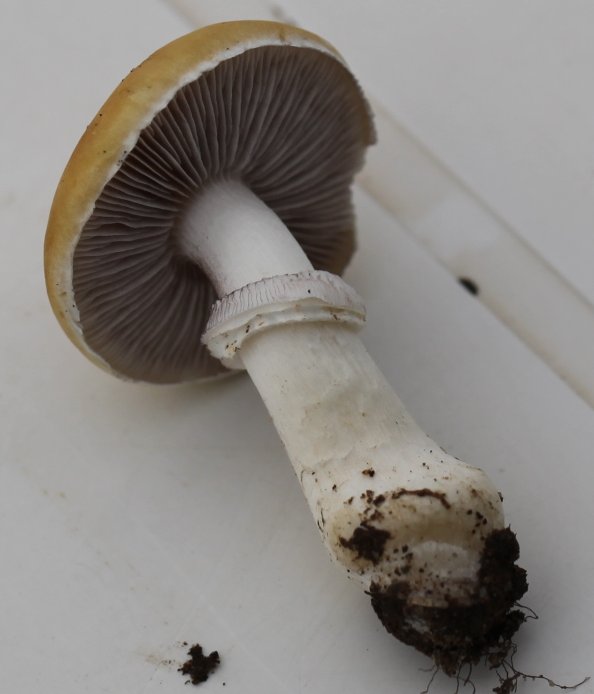 Stropharia coronilla