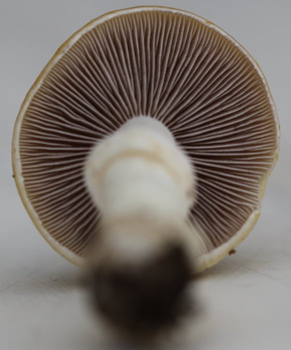 Stropharia coronilla