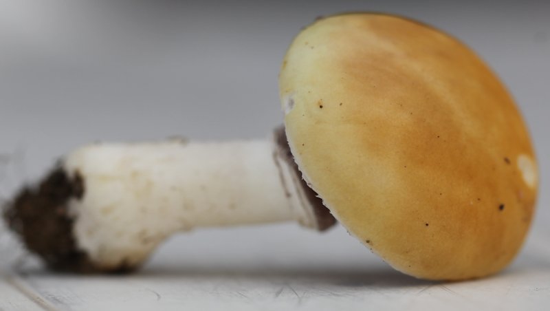 Stropharia coronilla