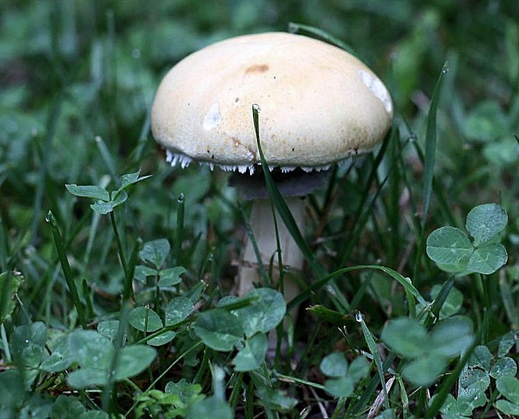 stropharia rugosa