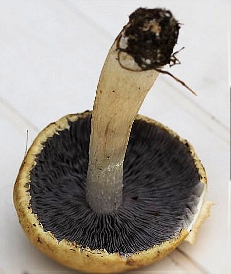 stropharia rugosa