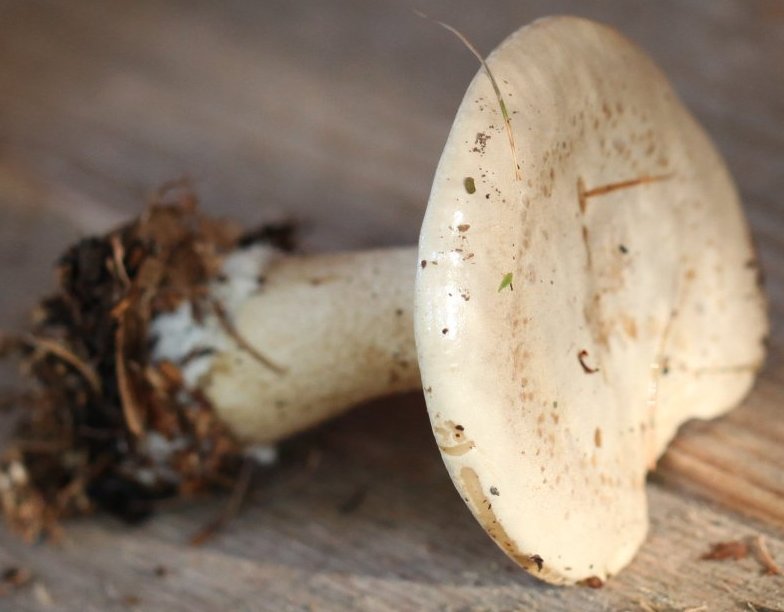 clitocybe alexandri