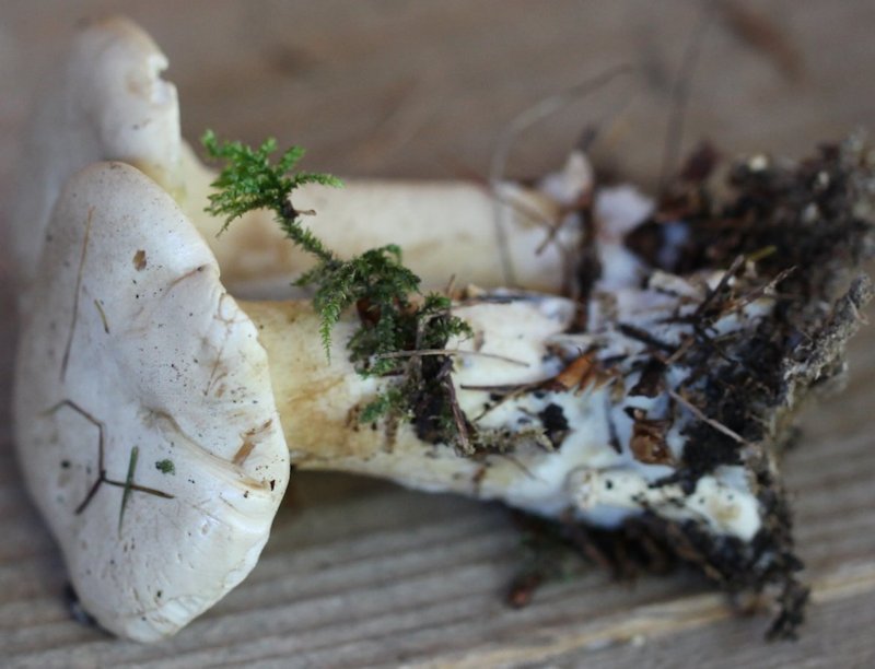 clitocybe alexandri