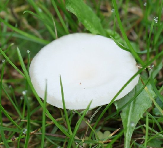 clitocybe dealbata