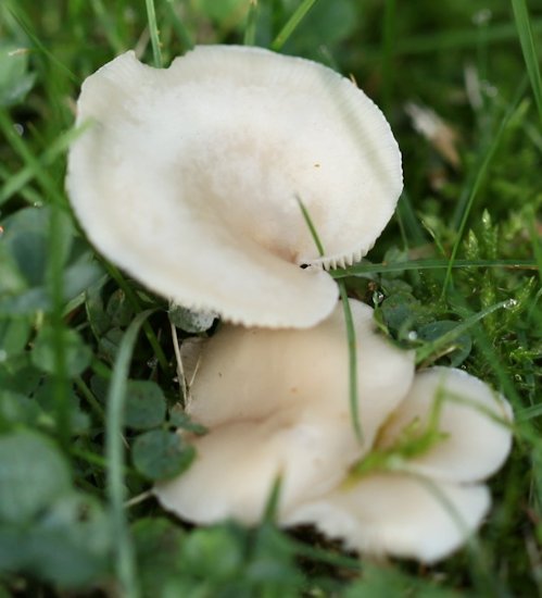 clitocybe dealbata