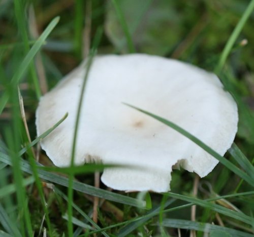 clitocybe dealbata