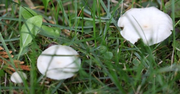clitocybe dealbata