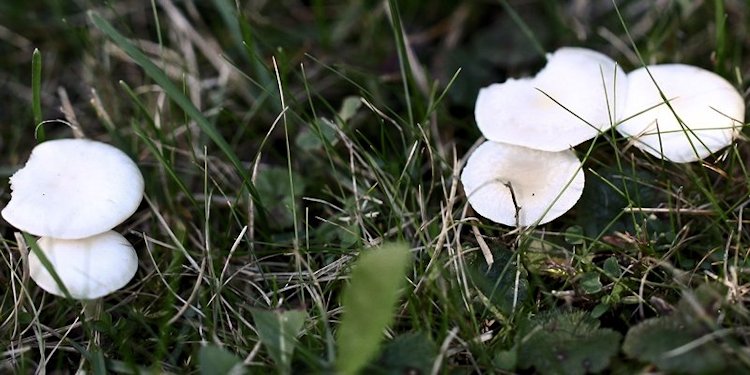 Clitocybe dealbata