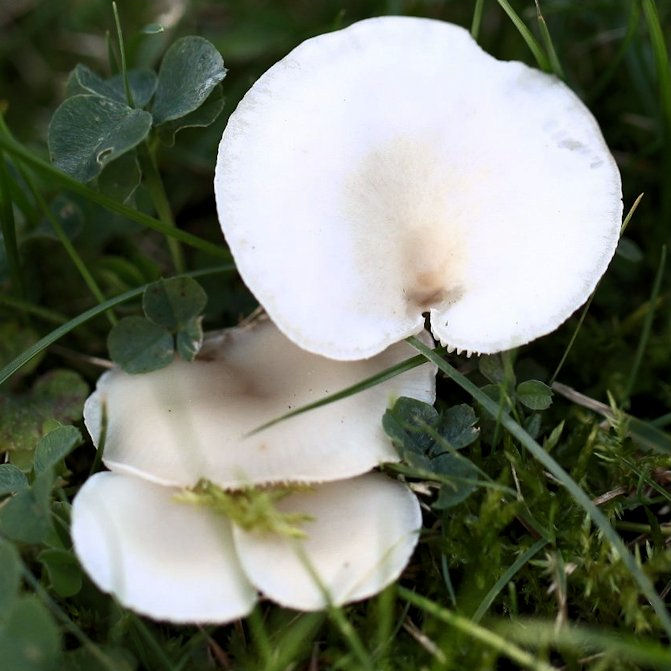 Clitocybe dealbata