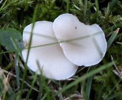 Clitocybe dealbata