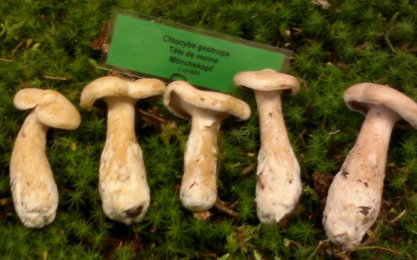 clitocybe geotropa