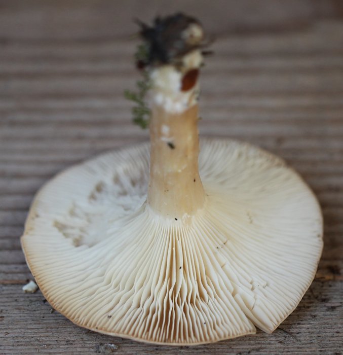 Clitocybe geotropa