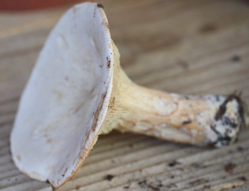 Clitocybe geotropa