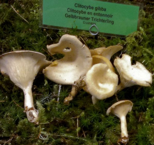 clitocybe gibba