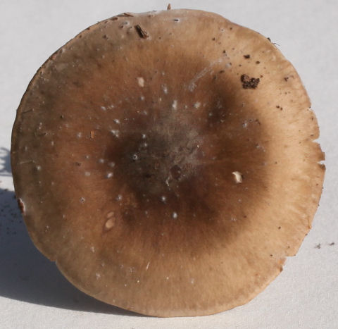 clitocybe nebularis