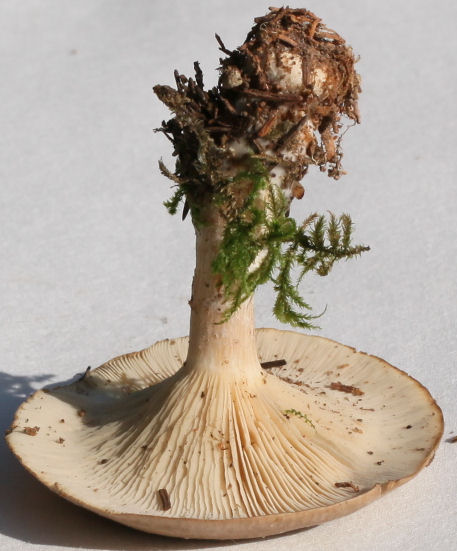 Clitocybe nebularis