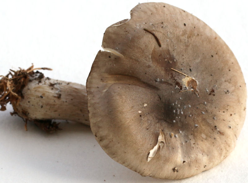 clitocybe nebularis