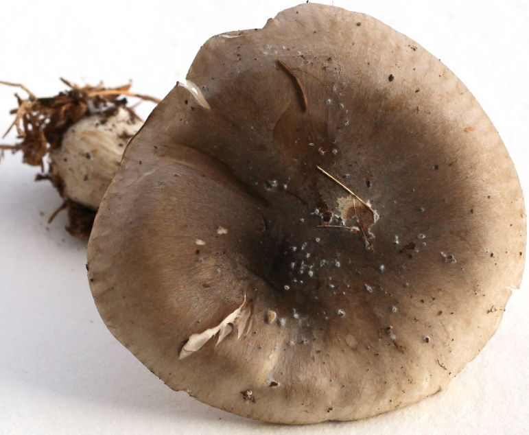 clitocybe nebularis