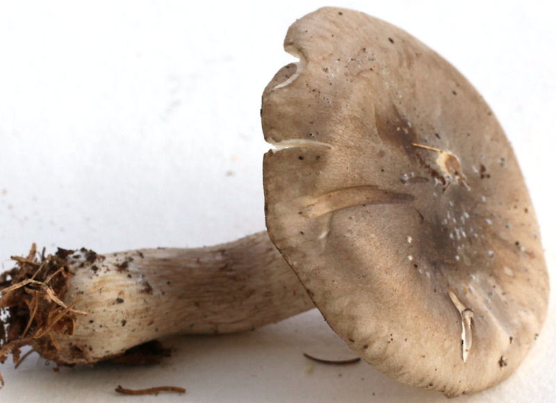 clitocybe nebularis