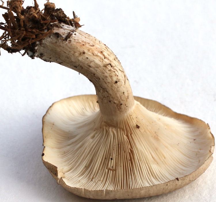 clitocybe nebularis