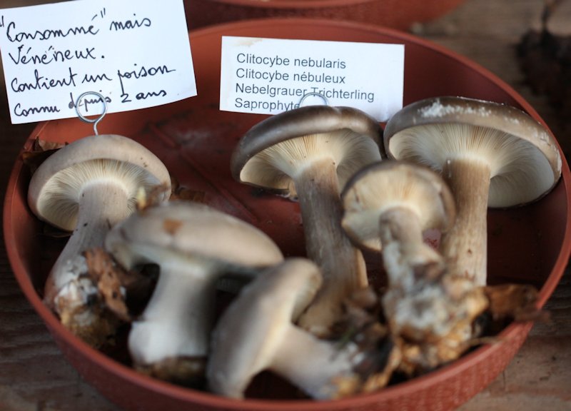 clitocybe nebularis