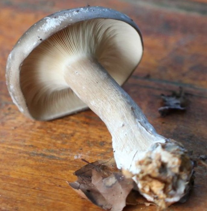 clitocybe nebularis