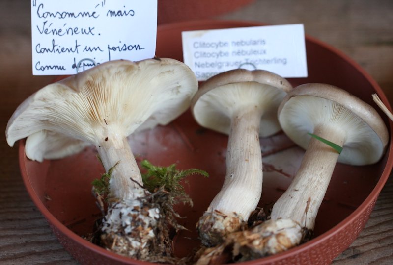 Clitocybe nebularis