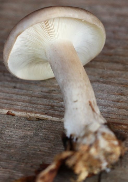 Clitocybe nebularis