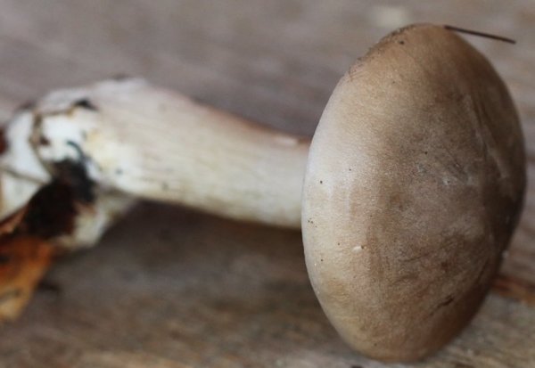 Clitocybe nebularis