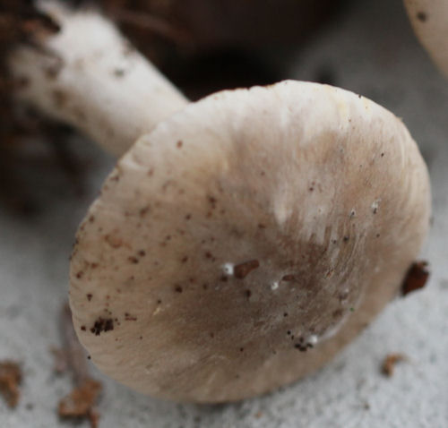 Clitocybe nebularis