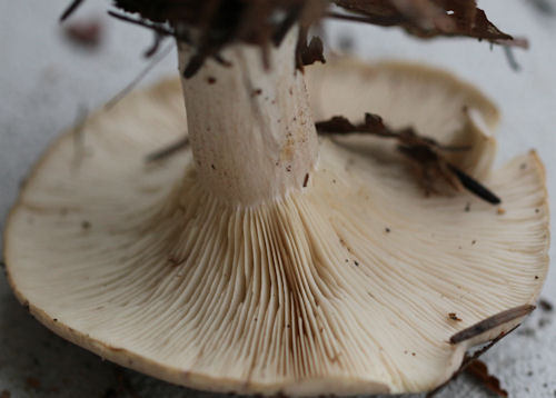 Clitocybe nebularis