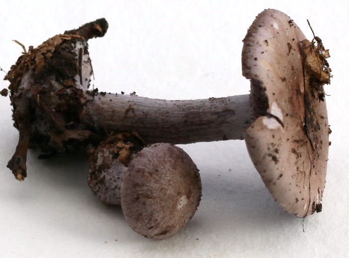 clitocybe nuda