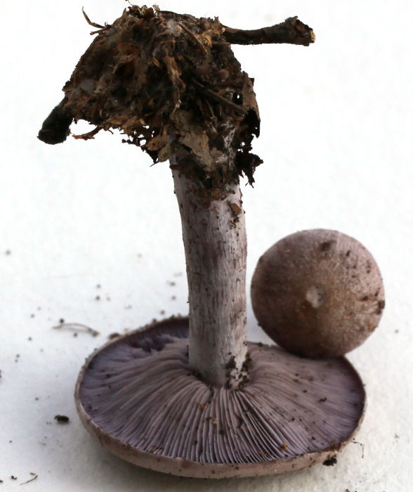 clitocybe nuda