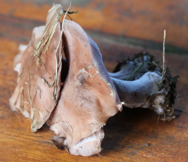 clitocybe nuda