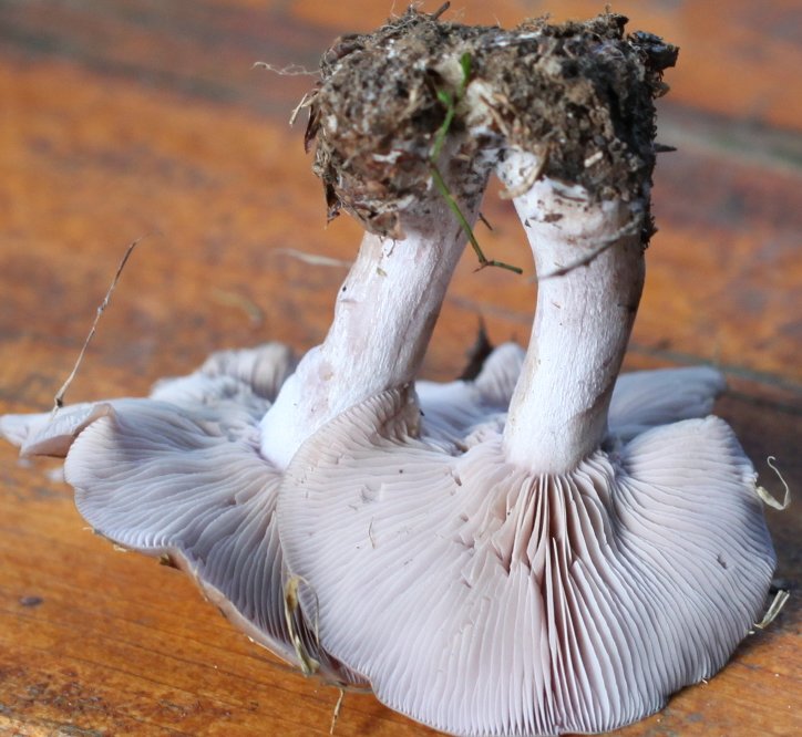 clitocybe nuda