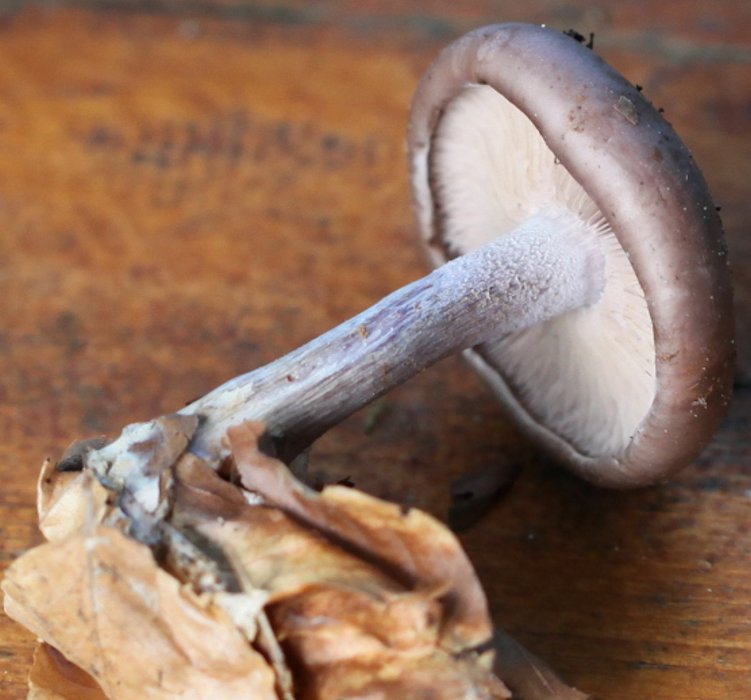 clitocybe nuda