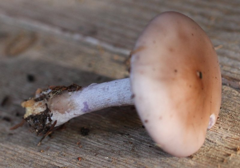 Clitocybe nuda