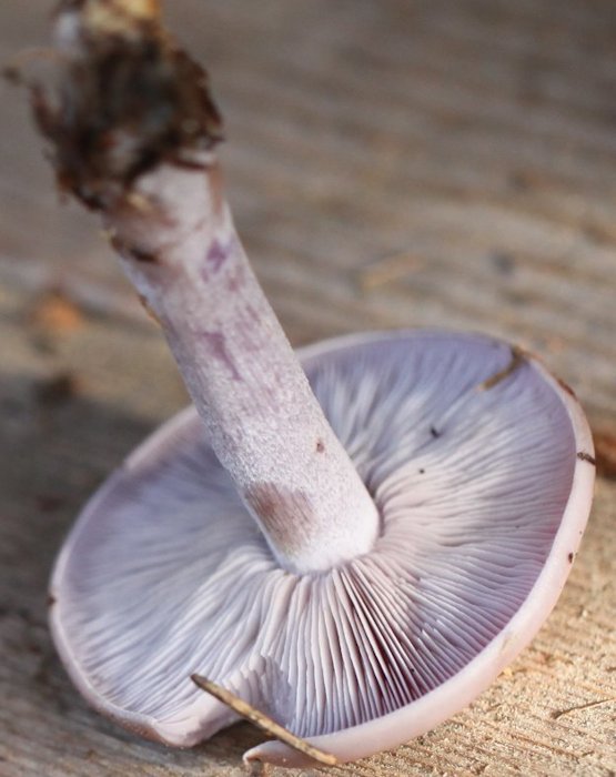 Clitocybe nuda