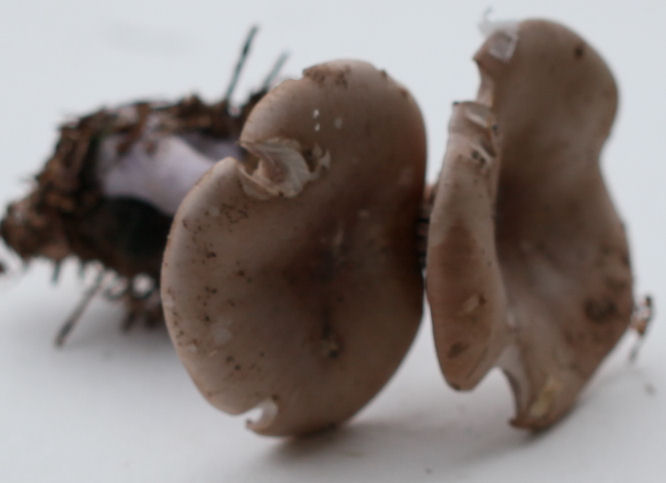 clitocybe nuda